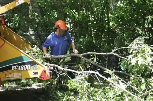 tree services Carlin